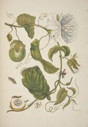 Tafel XXI aus Metamorphosis Insectorum Surinamensium von Maria Sibylla Merian, 1705